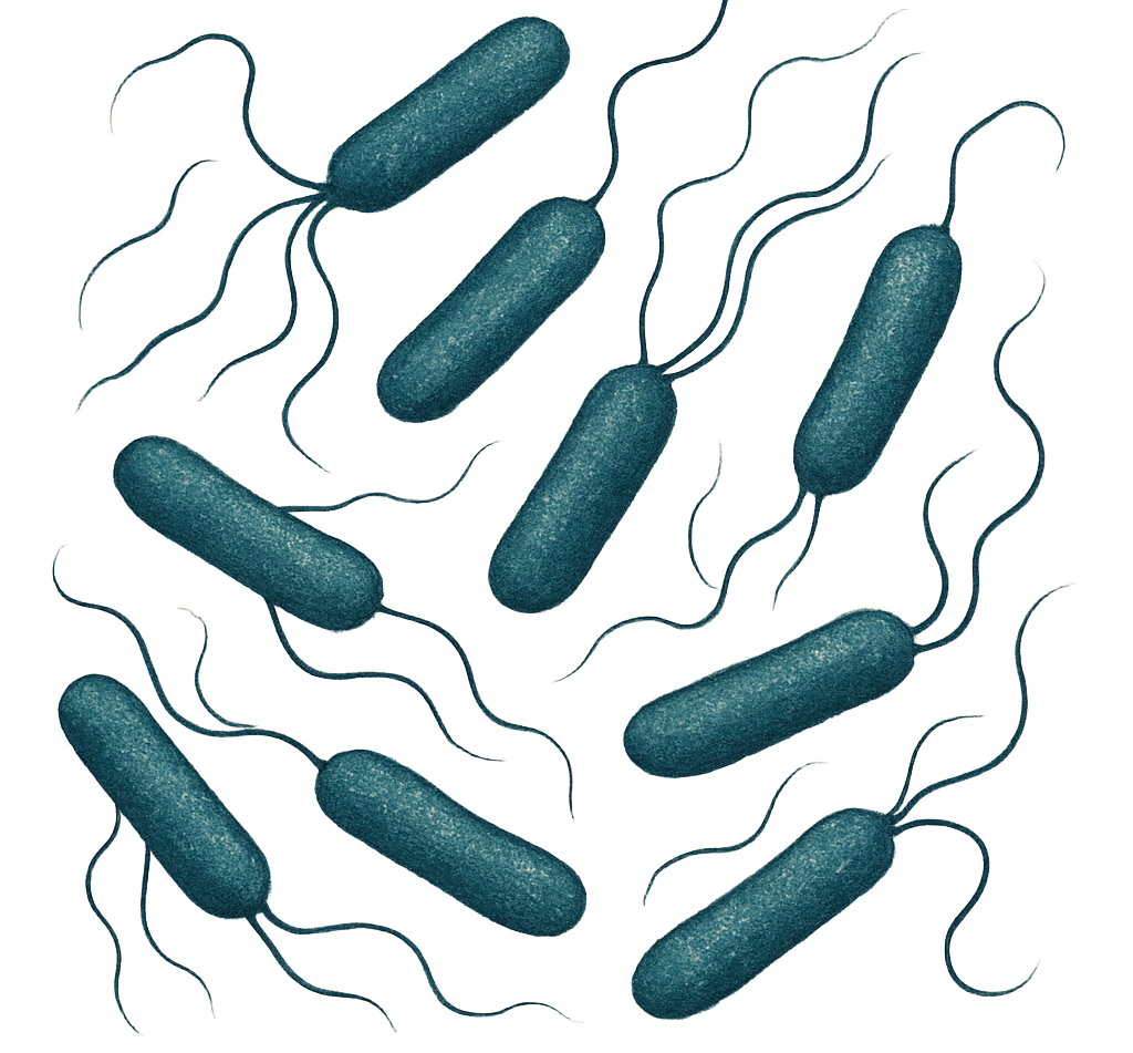 Antibiotic Medium Nº 12